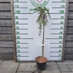 Skalník drobnolistý (Cotoneaster procumbens) ´QUEEN OF CARPET´ - výška 90-100 cm, kont. C5L - NA KMIENKU